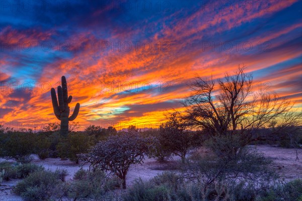 Desert landscape with saguaro cactus