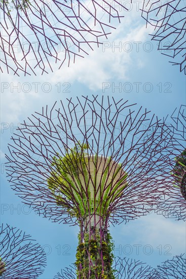 Supertrees