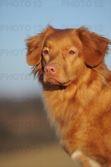 Nova Scotia Duck Tolling Retriever