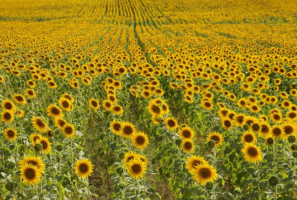 Sunflowers