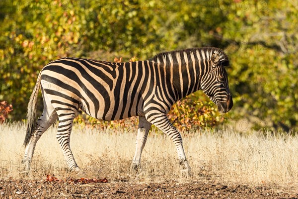 Plains Zebra