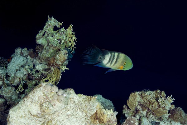 Broomtail wrasse