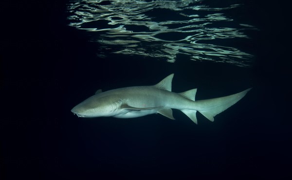 Tawny nurse sharks