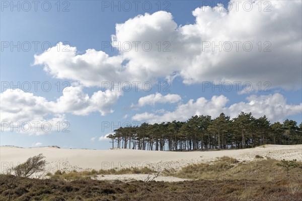 Dune landscape