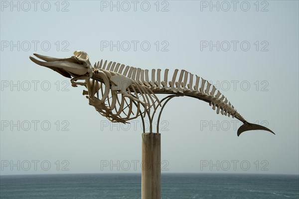 Long-finned pilot whale