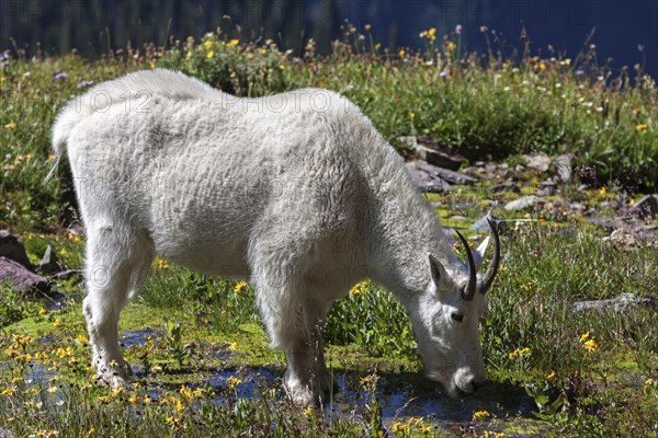 Mountain goat