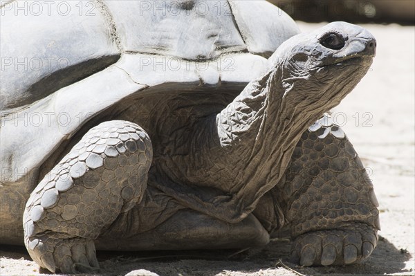 Aldabra Giant Turtle