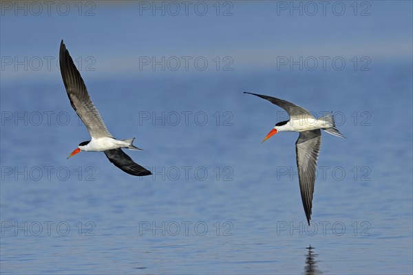 African skimmers