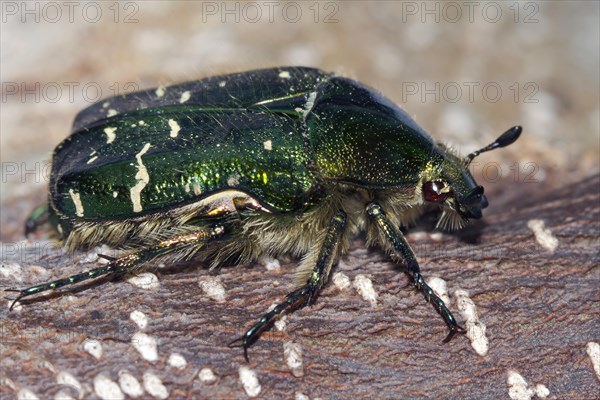 Rose chafer