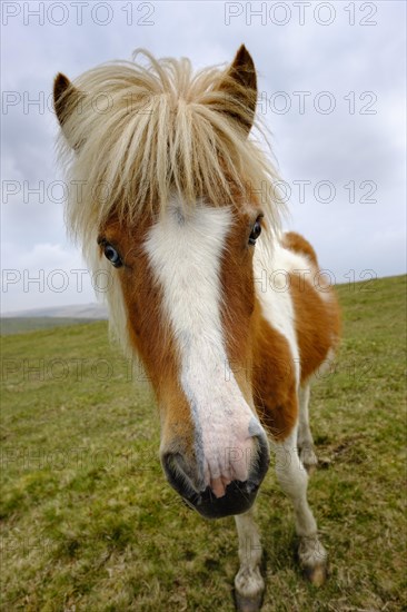 Dartmoor Pony