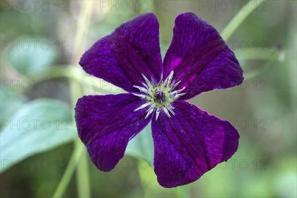 Purple Clematis