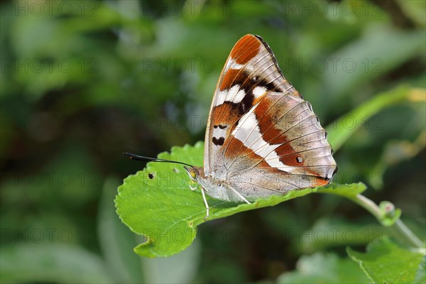 Purple Emperor