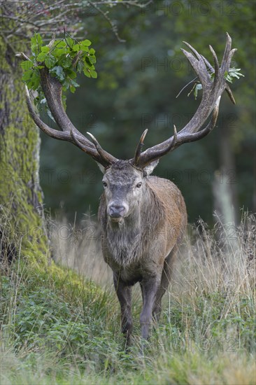 Red deer