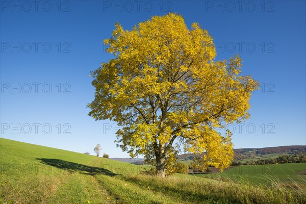 European ash