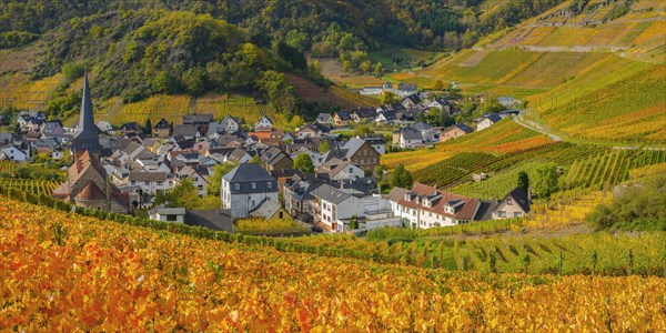 Vineyards in autumn