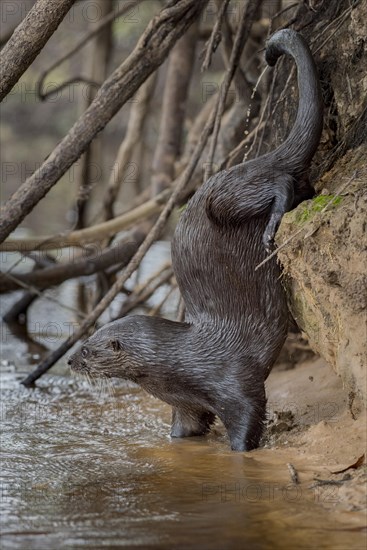 Neotropical otter