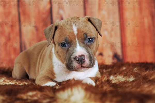 American Staffordshire Terrier