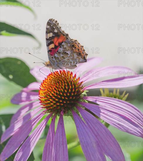 Painted Lady