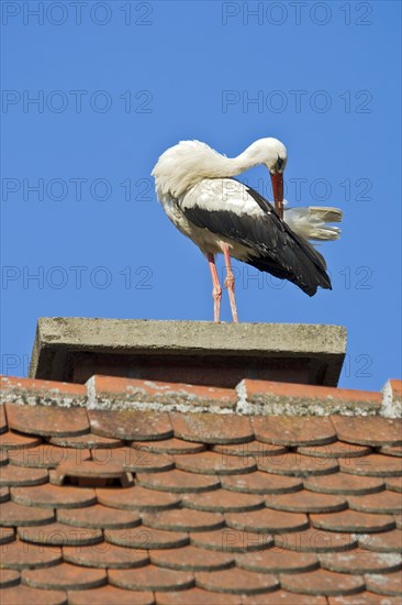 White stork