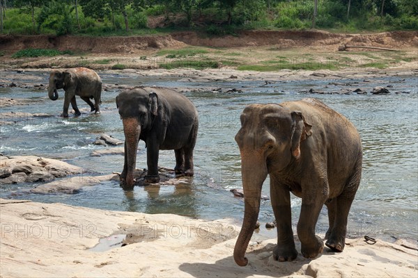 Asian or Asiatic elephants