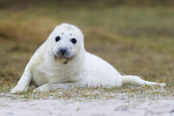 Newborn gray seal