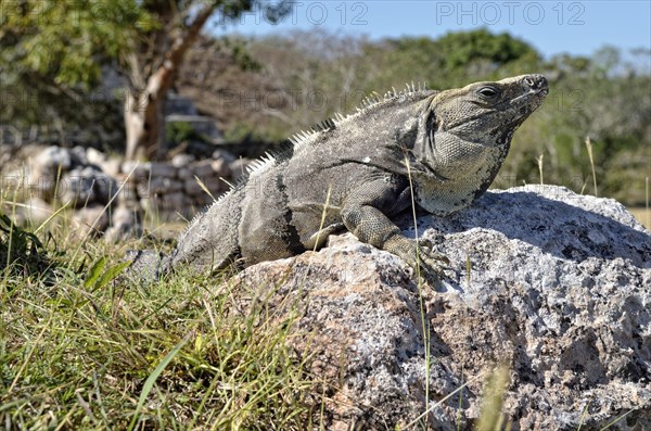 Black spiny-tailed iguana