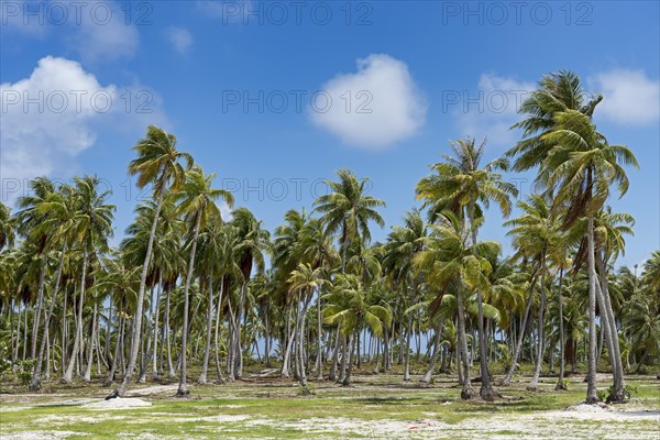 Palm grove in Rangiroa Atoll
