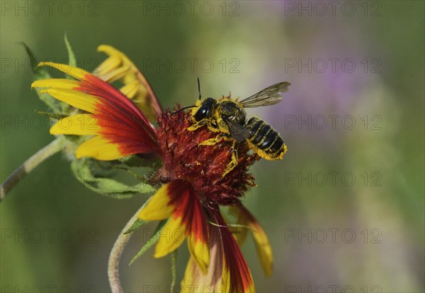 Leafcutter bee