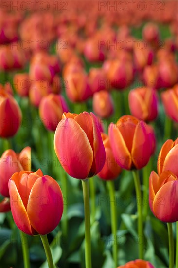 Red Dutch tulips