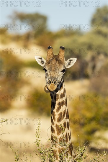 Giraffe