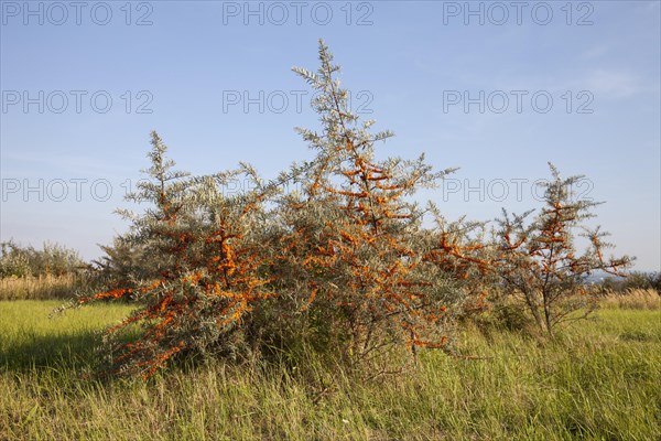 Common sea buckthorn