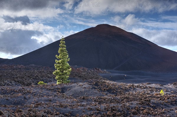 Volcano Chinyero