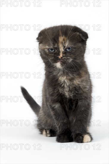 Scottish Fold