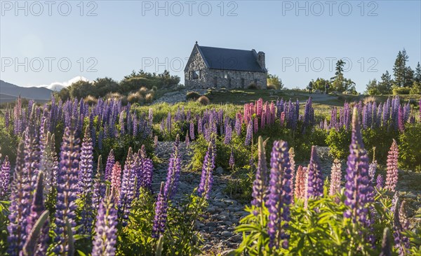 Lila Large-leaved lupines