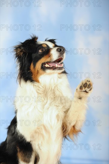 Australian Shepherd