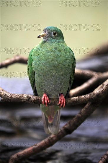 Black-naped fruit dove