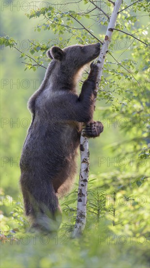 Brown bear