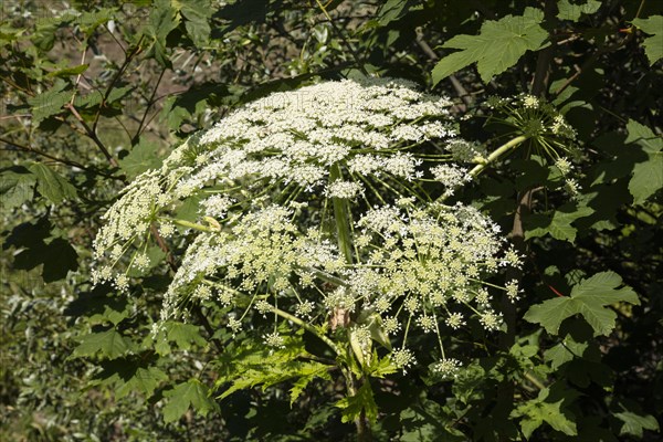 Giant hogweed or wild parsnip