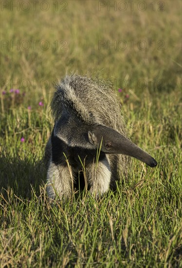 Giant anteater