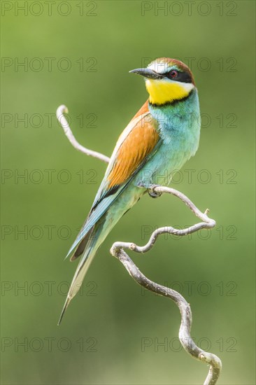 European bee-eater