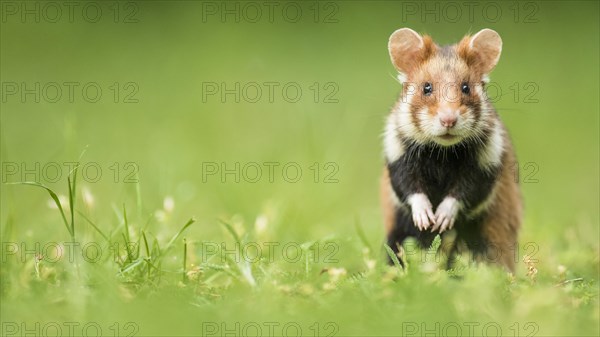 European hamster