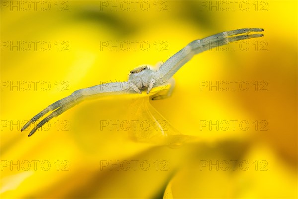 Goldenrod crab spider