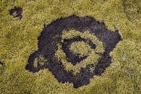 fairy ring in the moss