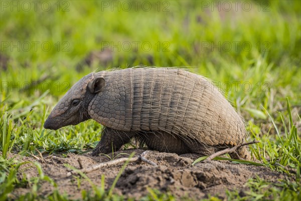 Big hairy armadillo