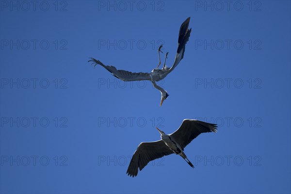 Grey heron