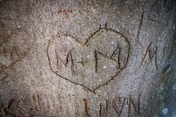 Heart carved into a tree with letters M and M