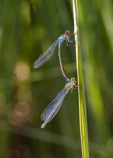 Red-eyed Damselfly