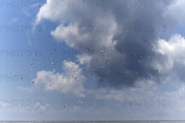 Flying Gulls in front of dark cloud