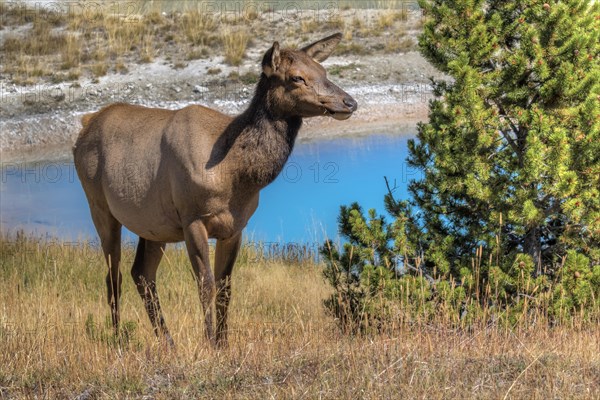 Mule Deer