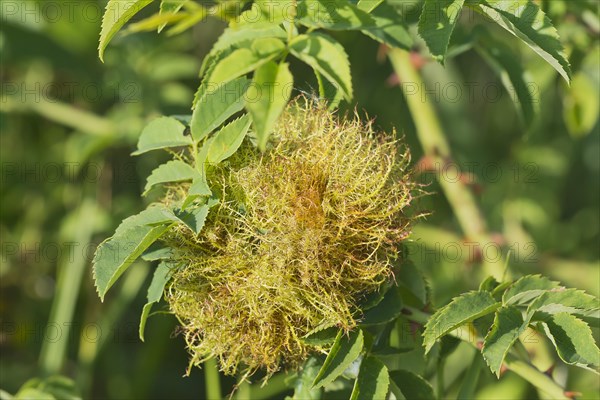 Rose bedeguar gall